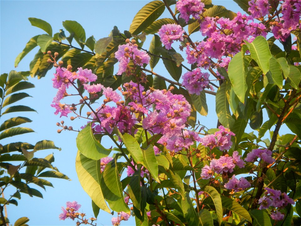 Lythraceae Banaba Lagerstroemia speciosa (L.) Pers. QUEEN'S FLOWER Da ye zi wei  Lagerstroemia speciosa Banaba Banabá