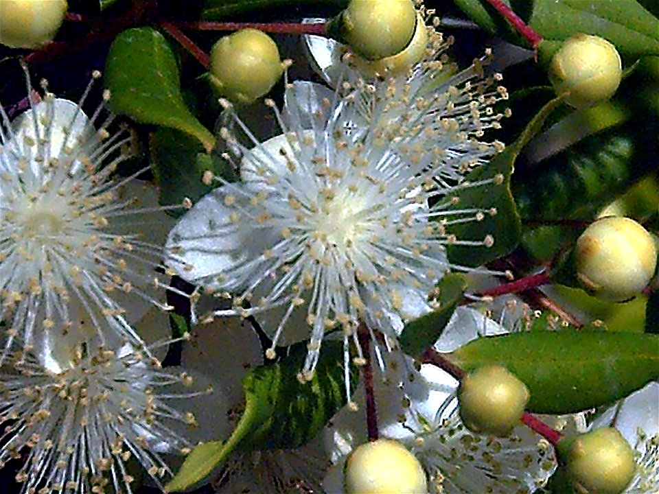 Mirtus communis flower Closeup  Dehesa Boyal de Puertollano