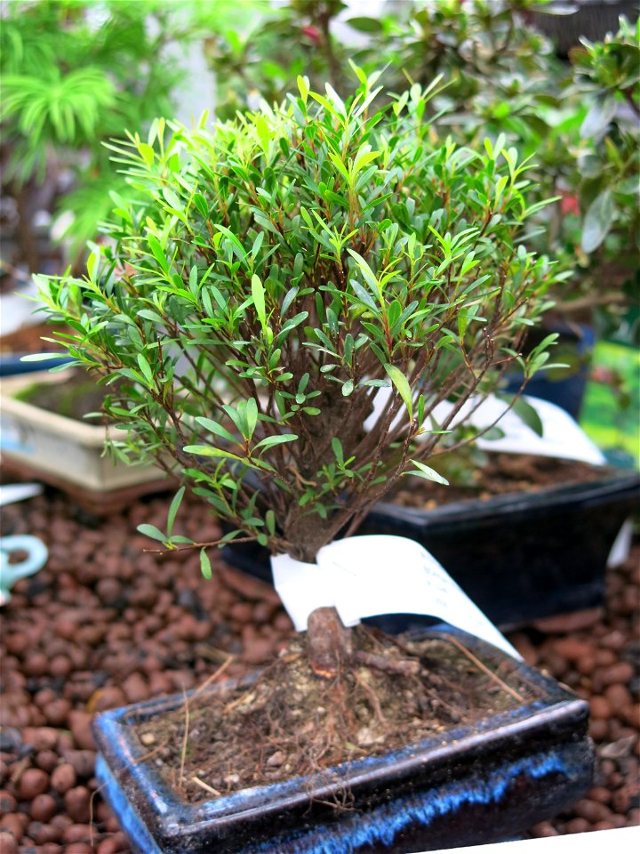 Myrtus communis shaped as bonsai in a garden centre in France. Identified by botanic commercial label.