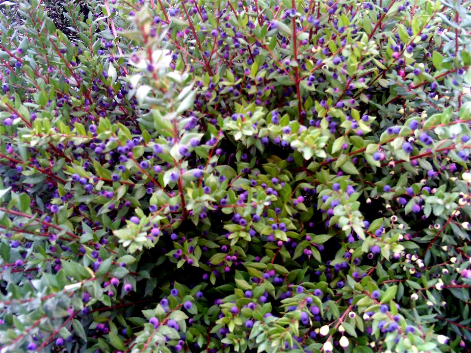 Myrtus communis berries i autumm Dehesa Boyal de Puertollano, Spain