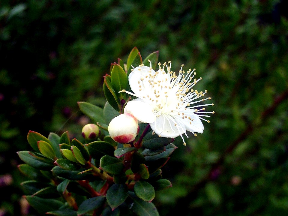 Myrtus communis flowers close up Dehesa Boyal de Puertollano, Spain