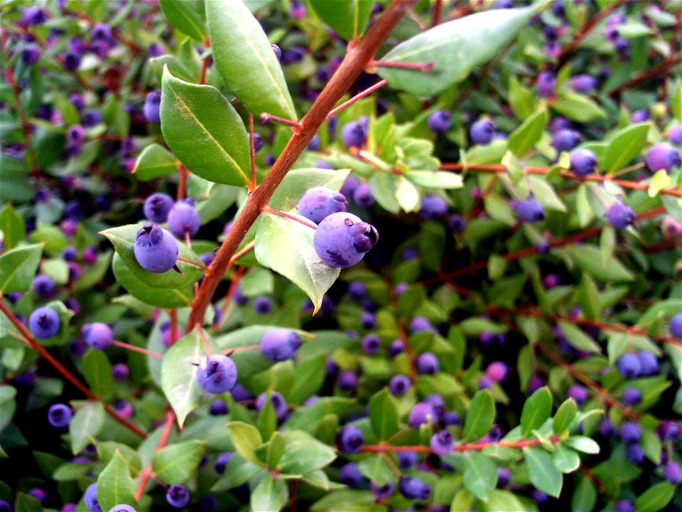 Myrtus communis berries close up Dehesa Boyal de Puertollano, Spain