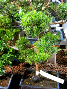 Myrtus communis shaped as bonsai in a garden centre in France. Identified by botanic commercial label. 10-12 years old.