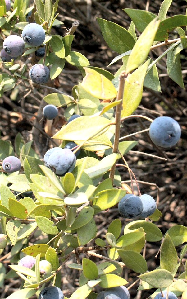 Myrtus fruits.
