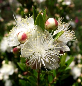 Myrtus communis 'Compacta' in the Water Conservation Garden at Cuyamaca College, El Cajon, California, USA. Identified by sign. photo