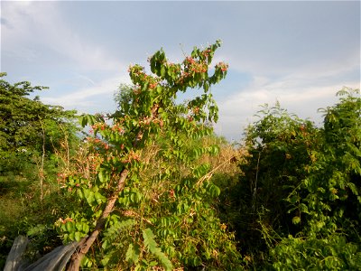 Rehabilitation of Sapang Patay Bridge (San Isidro II, Paombong, Bulacan: Malolos-Paombong-Hagonoy-Calumpit Road) from San Isidro I & II Bridge, Paombong, Bulacan River; Sitios Tawiran, Pajo and Ma