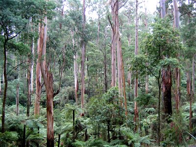 In Sherbrooke Forest, Victoria, Australia photo