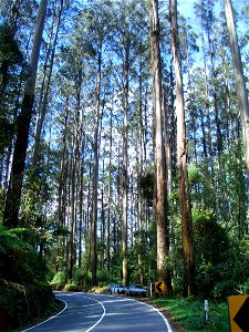 Giant mountain ash trees (Eucalyptus regnans) dwarf cars on the Blackspur Range, Victoria, Australia. The largest trees germinated together after devastating bushfires killed the parent forest about 8