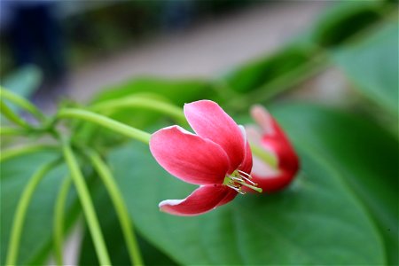 シクンシ. 神代植物公園大温室で撮影.