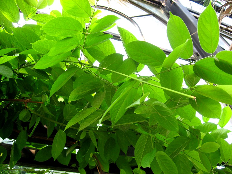 A picture of the leaves of Quisqualis indica.