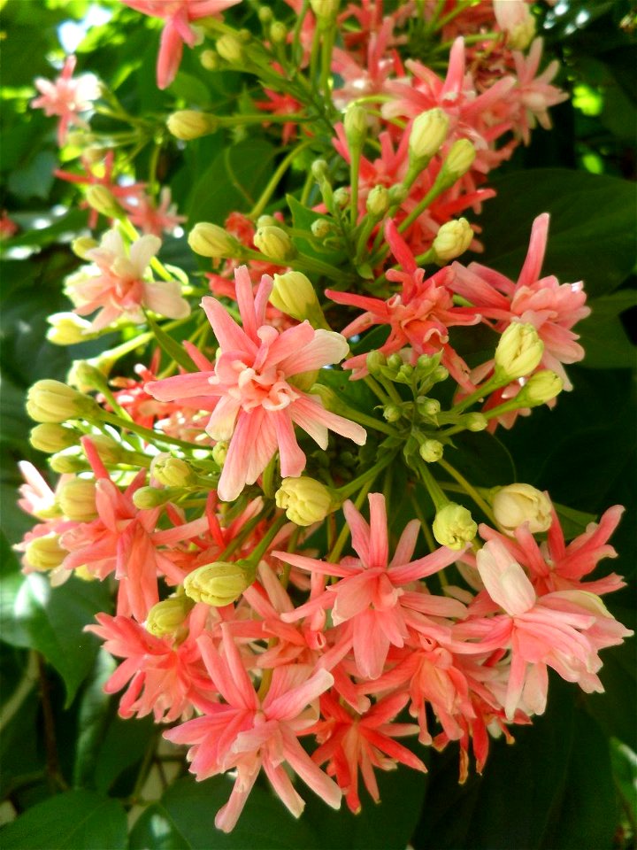 Quisqualis indica, flower color and orientation, Thailand