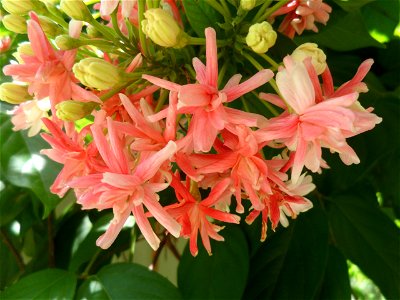 Quisqualis indica, flower color and orientation (close up), Thailand photo