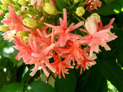 Quisqualis indica, flower color and orientation (close up), Thailand