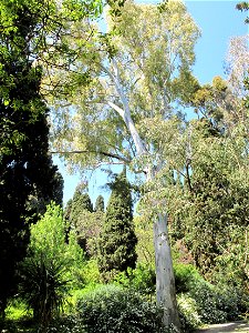 Eucalyptus camaldulensis in the gardens of the villa Hanbury (Ventimiglia, Italy). Identified by its botanic label.
