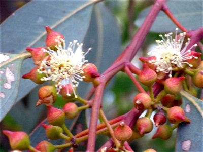 Eucalyptus camaldulensis blossom close up, Dehesa Boyal de Puertollano, Spain photo