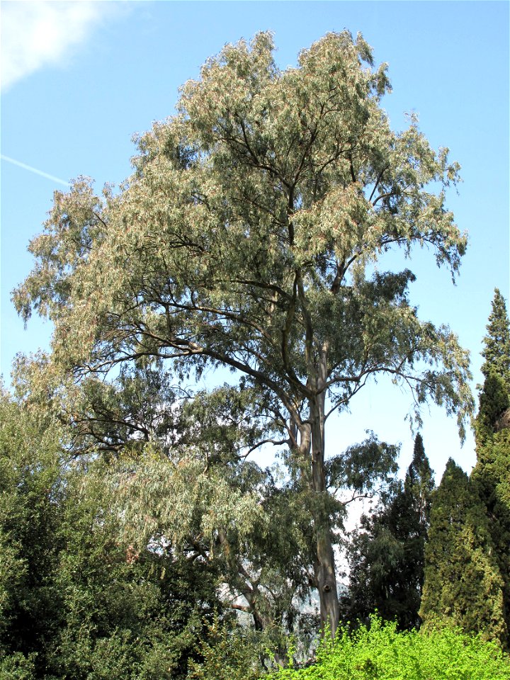 Eucalyptus camaldulensis in the jardin des Serres de la Madone in Menton (Alpes-Maritimes, France). Identified by its botanic label.