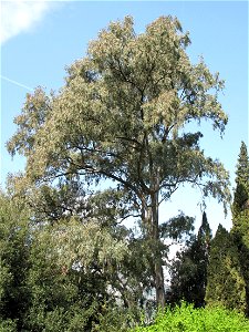 Eucalyptus camaldulensis in the jardin des Serres de la Madone in Menton (Alpes-Maritimes, France). Identified by its botanic label. photo