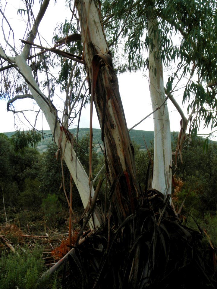 Eucalyptus camaldulensis giving off the crust, Dehesa Boyal de Puertollano, Spain