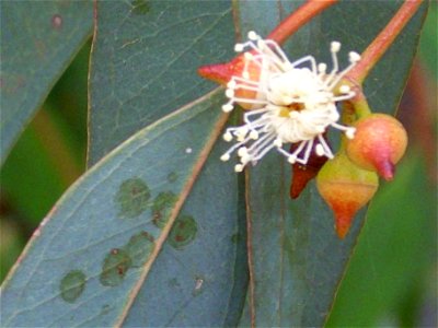 Eucalyptus camaldulensis blossom close up, Dehesa Boyal de Puertollano, Spain photo