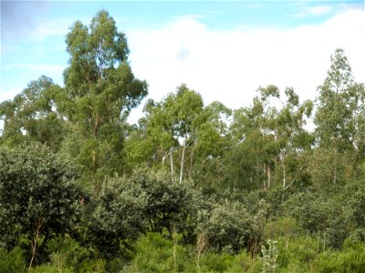 Eucalyptus camaldulensis habit, Dehesa Boyal de Puertollano, Spain photo