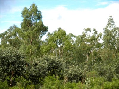 Eucalyptus camaldulensis habit, Dehesa Boyal de Puertollano, Spain
