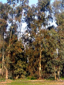Eucalyptus camaldulensis habitus, Dehesa Boyal de Puertollano, Spain photo