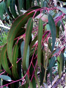 Eucalyptus camaldulensis leaves, Dehesa Boyal de Puertollano, Spain photo