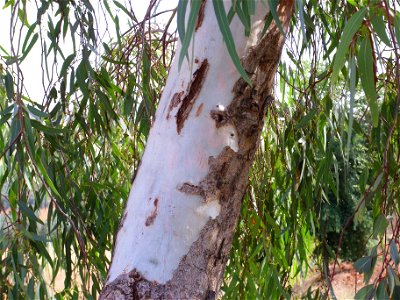 Eucalyptus camaldulensis trunk, Miguelturra Campo de Calatrava, Spain photo