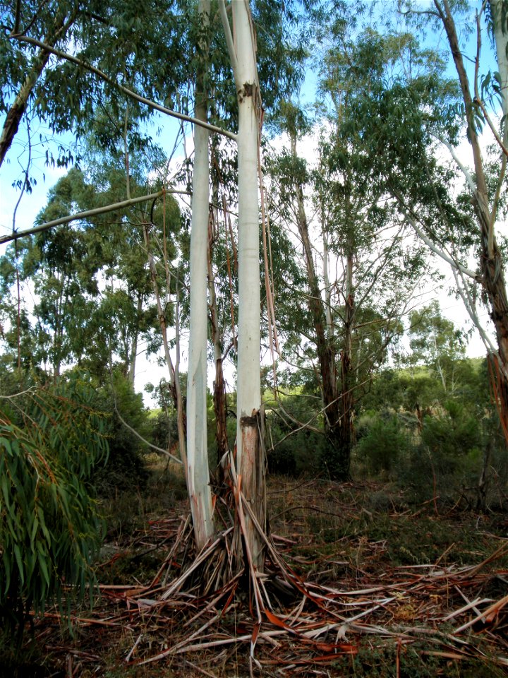 Eucalyptus camaldulensis trunks, Dehesa Boyal de Puertollano, Spain