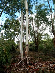 Eucalyptus camaldulensis trunks, Dehesa Boyal de Puertollano, Spain photo