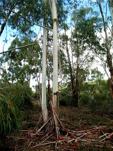 Eucalyptus camaldulensis trunks, Dehesa Boyal de Puertollano, Spain