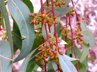 Eucalyptus camaldulensis leaves and blossoms, Dehesa Boyal de Puertollano, Spain