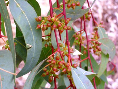 Eucalyptus camaldulensis leaves and blossoms, Dehesa Boyal de Puertollano, Spain photo