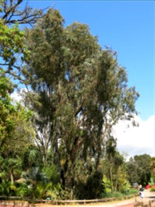 Parc Olbius Riquier - Eucalyptus camaldulensis. Hyères (Var, France). photo