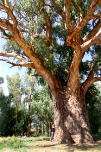 A giant  tree — in Orroroo, South Australia.