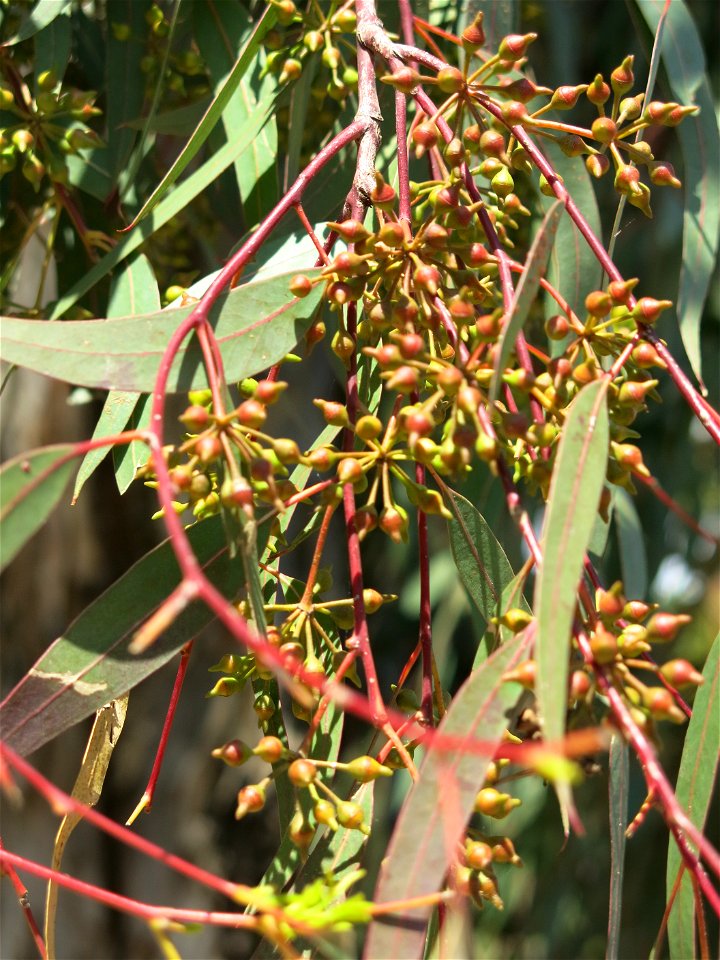 Parc Olbius Riquier - Flower buds of Eucalyptus camaldulensis. Hyères (Var, France).