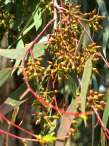Parc Olbius Riquier - Flower buds of Eucalyptus camaldulensis. Hyères (Var, France).