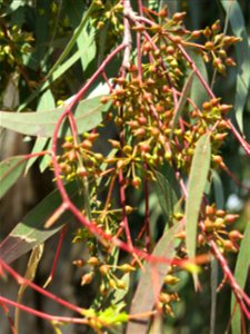 Parc Olbius Riquier - Flower buds of Eucalyptus camaldulensis. Hyères (Var, France). photo