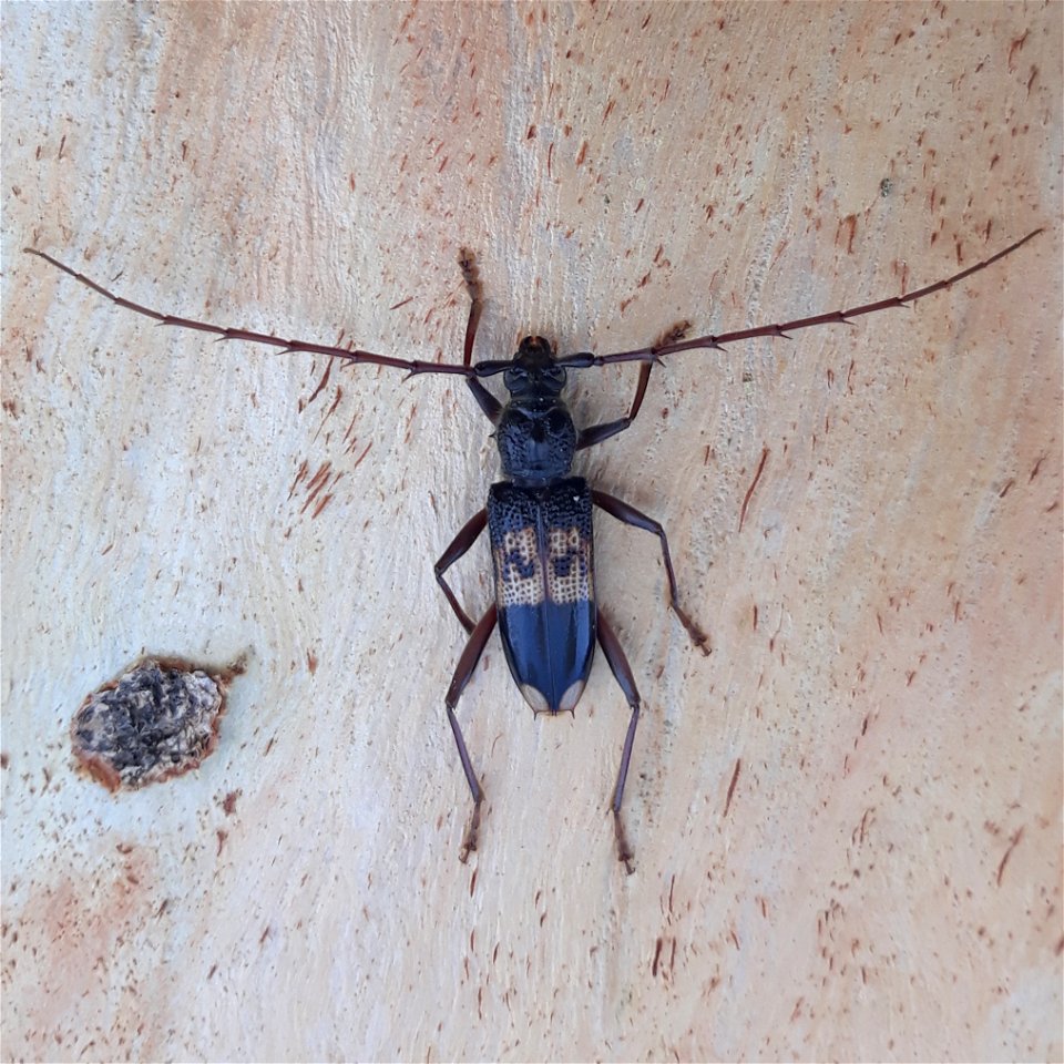 Phoracantha semipunctata upon Eucalyptus camaldulensis in Israel