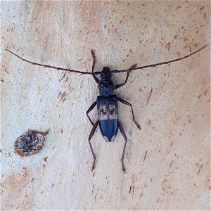 Phoracantha semipunctata upon Eucalyptus camaldulensis in Israel