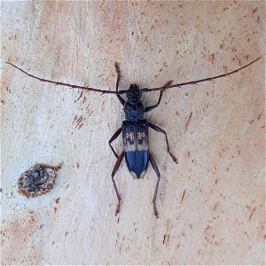 Phoracantha semipunctata upon Eucalyptus camaldulensis in Israel photo