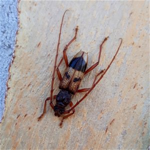 Phoracantha recurva upon Eucalyptus camaldulensis in Israel photo