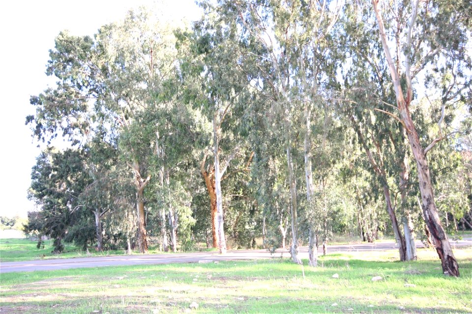 Yarkon Park, Geography of  Israel