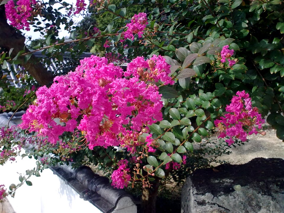 unidentified plant, Kurashiki, Japan