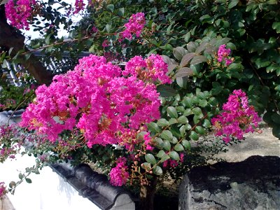unidentified plant, Kurashiki, Japan