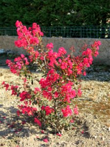 Lagerstroemia in Lacrost (Saône-et-Loire, France).