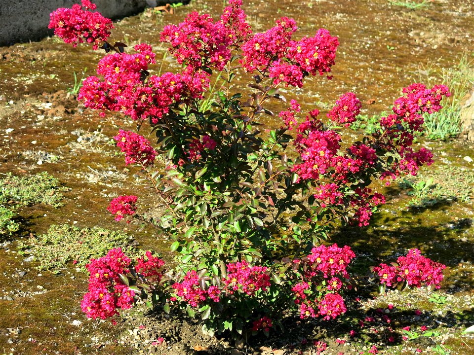 Lagerstroemia in Lacrost (Saône-et-Loire, France).
