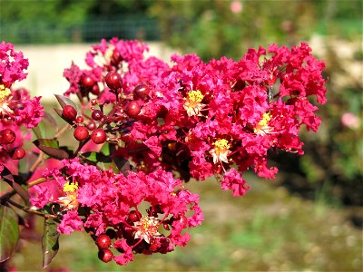 Lagerstroemia in Lacrost (Saône-et-Loire, France). photo