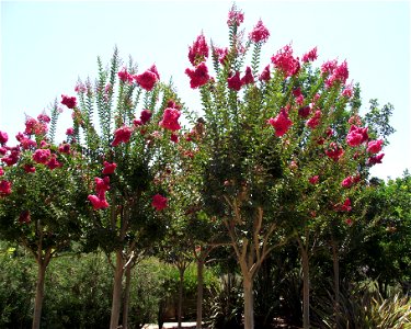 Lagerstroemia indica 'Tuscarora' at the Water Conservation Garden, Cuyamaca College, El Cajon, California, USA photo