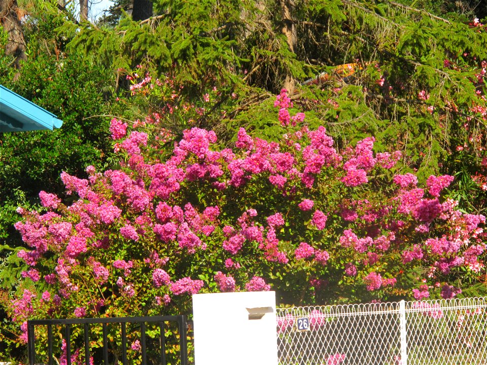 Lagerstroemia indica in august in Capbreton, Landes, France.
